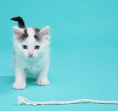 Kitten with string