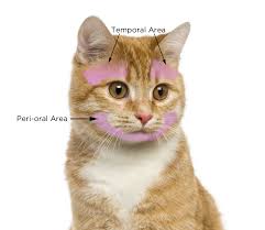 Cat Stroking Face Chart