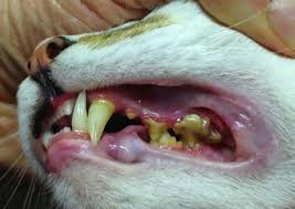 Tartar on cat's teeth
