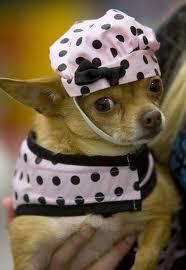 Chihuahua in hat and clothing
