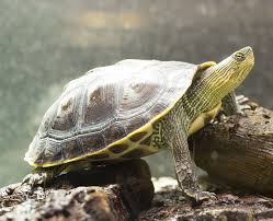 Chinese Box Turtle