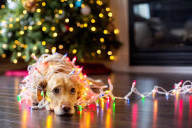Dog Wearing Christmas Lights