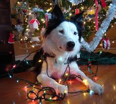Dog with Christmas Lights