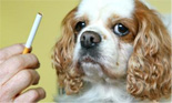 Cigarette and Dog