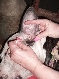 Cleaning a dog's ear
