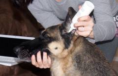 Cleaning a dog's ears
