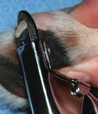 Trimming dog's nails with a clipper.670