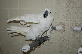 Cockatoo in shower.635