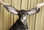 Harbor the Coonhound with the largest ears