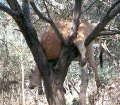 Cow stuck in tree.668