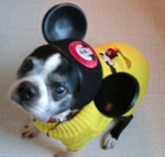 Boston Terrier wearing Mickey Mouse ears