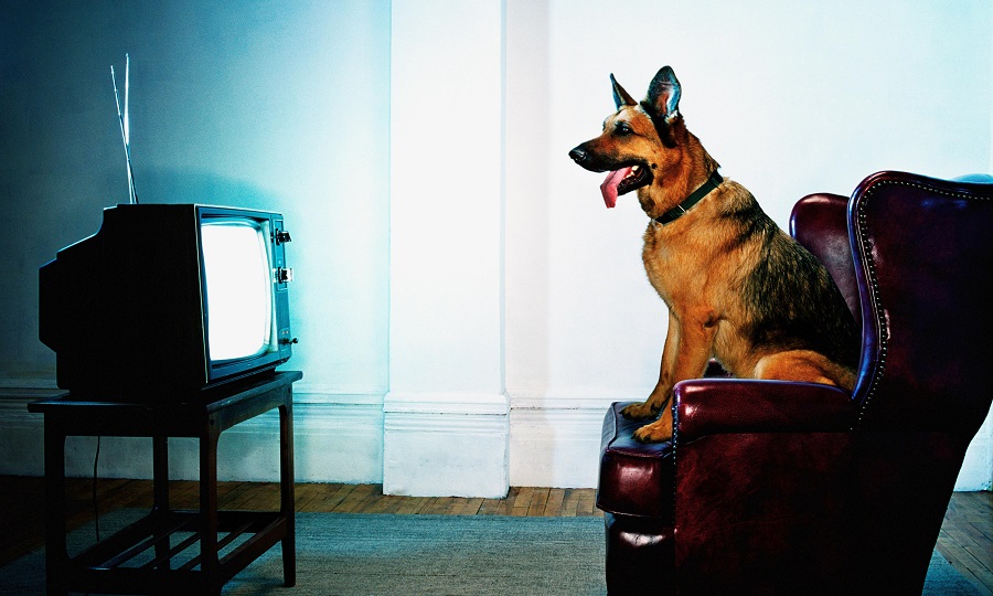 Will your dogs choose what they watch on TV