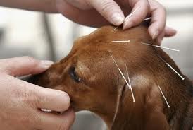 Dog with acupuncture needles in head