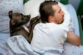 Dog and Human in Bed