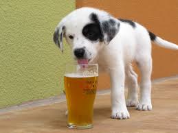 Dog Drinking Beer