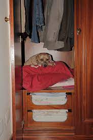 Dog in Closet