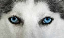 Dog's eyes