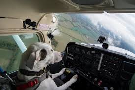 Dog Flying a Plane