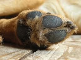 Dog foot pad.656