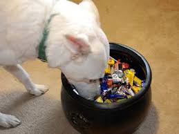 Dog Getting Into Candy Bowl