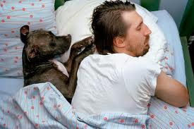 Dog sleeping in bed with human