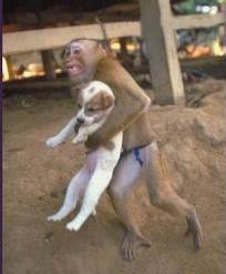 Monkey carrying dog