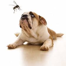 A Dog and a Mosquito