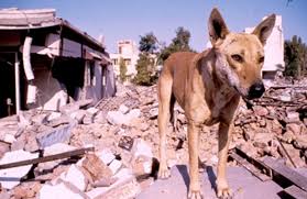 Dog During a Natural Disaster