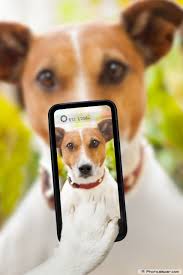 Dog with Cellphone Photo