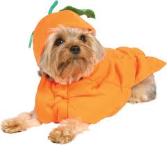 Dog in Pumpkin Costume