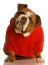 Bulldog wearing red