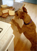 Dog stealing bread