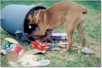 Dog Digging in Trash