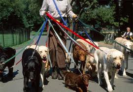 Dog walker with multiple dogs