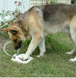 Dog drinking from Doggie Fountain