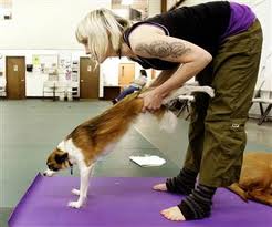 A girl doing Yoga or "Doga" with a dog