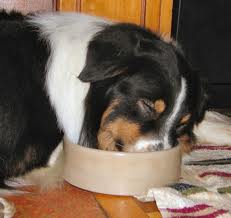 Dog sleeping in food bowl.665