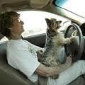 Driving with pet on lap