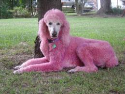 A Pink Poodle
