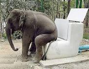Elephant on a huge toilet