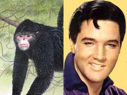 Elvis Monkey and Elvis