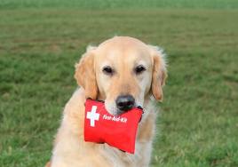 Dog holding emergency kit