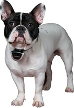 French Bulldog wearing Eyenimal