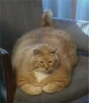 Fat Cat