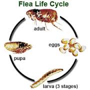 Flea Cycle