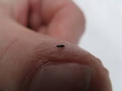 Flea on Finger