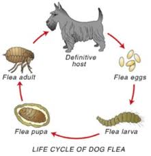 Lifecycle of fleas.640