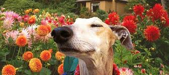 Dog Surrounded by Flowers