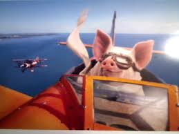Pig flying plane