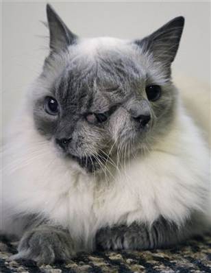Frank and Louie, the two-faced cat
